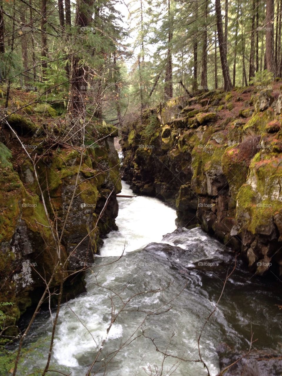 Oregon creek