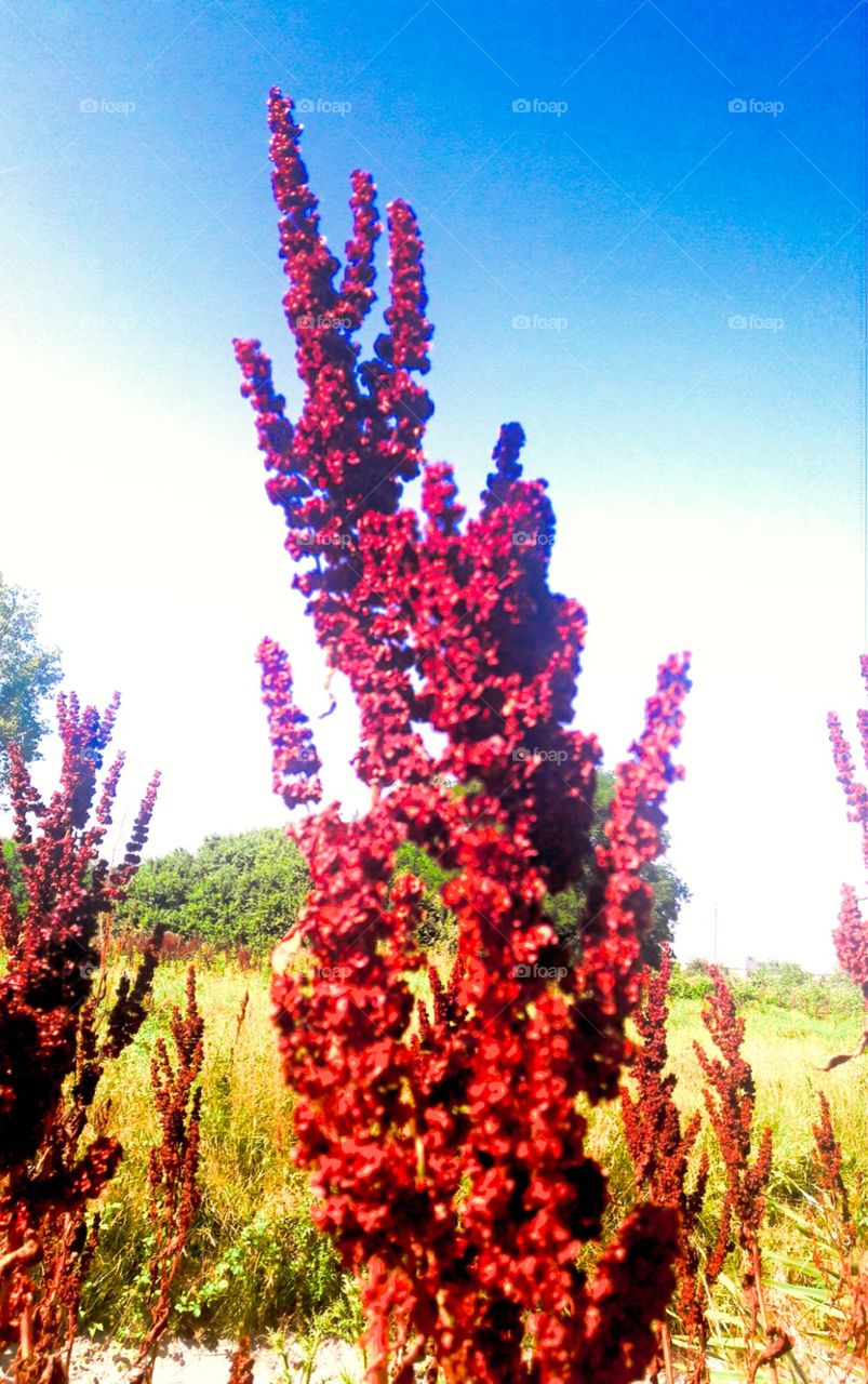 red and grass