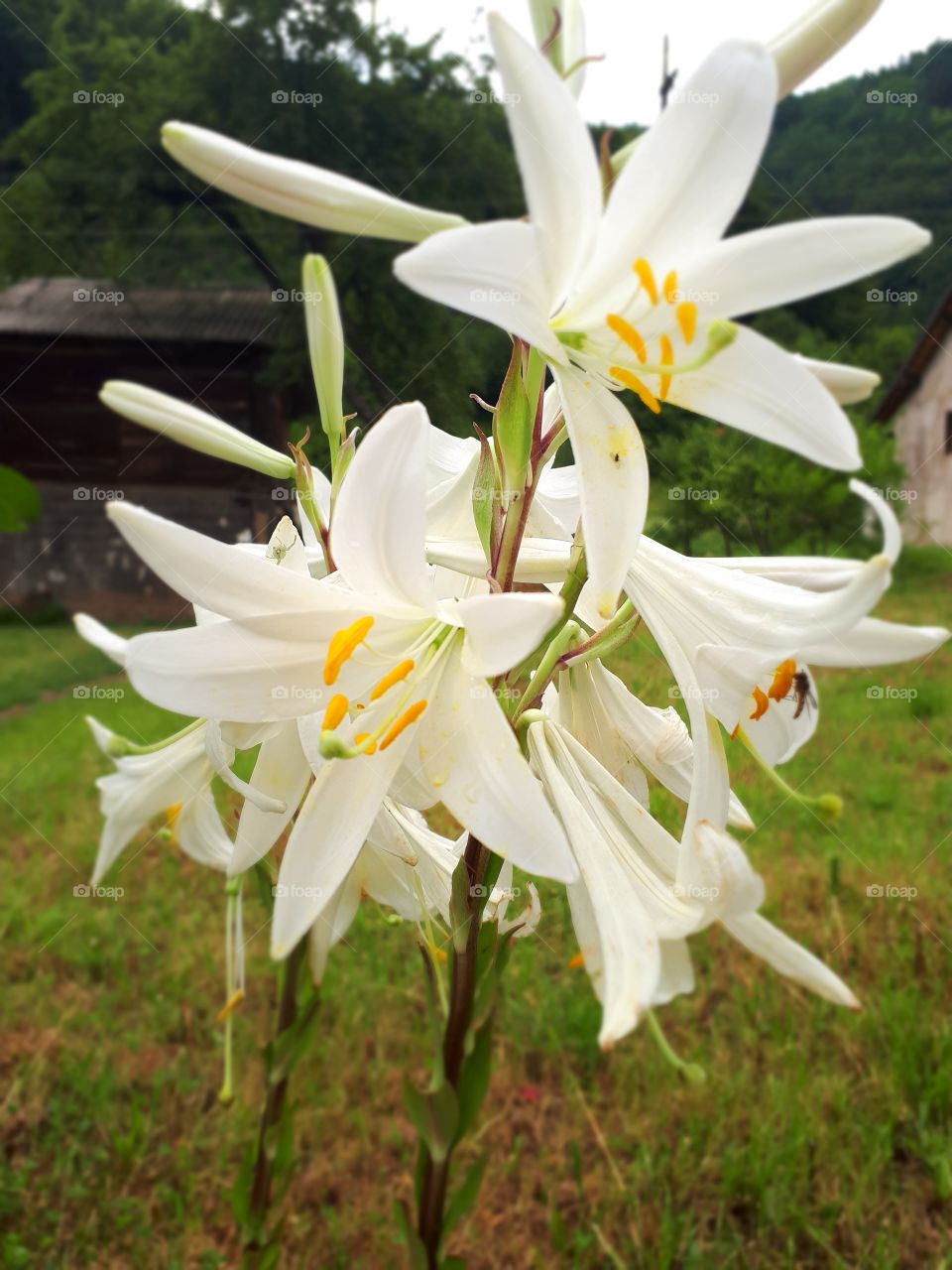 White lilies look beautiful and their smell is pleasant and refreshing