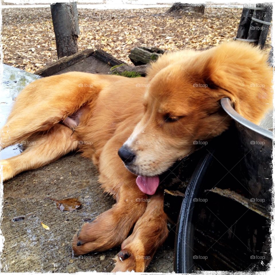 Samson was thirsty and tuckered out! This little golden retriever Rottweiler mix knows how to play hard.