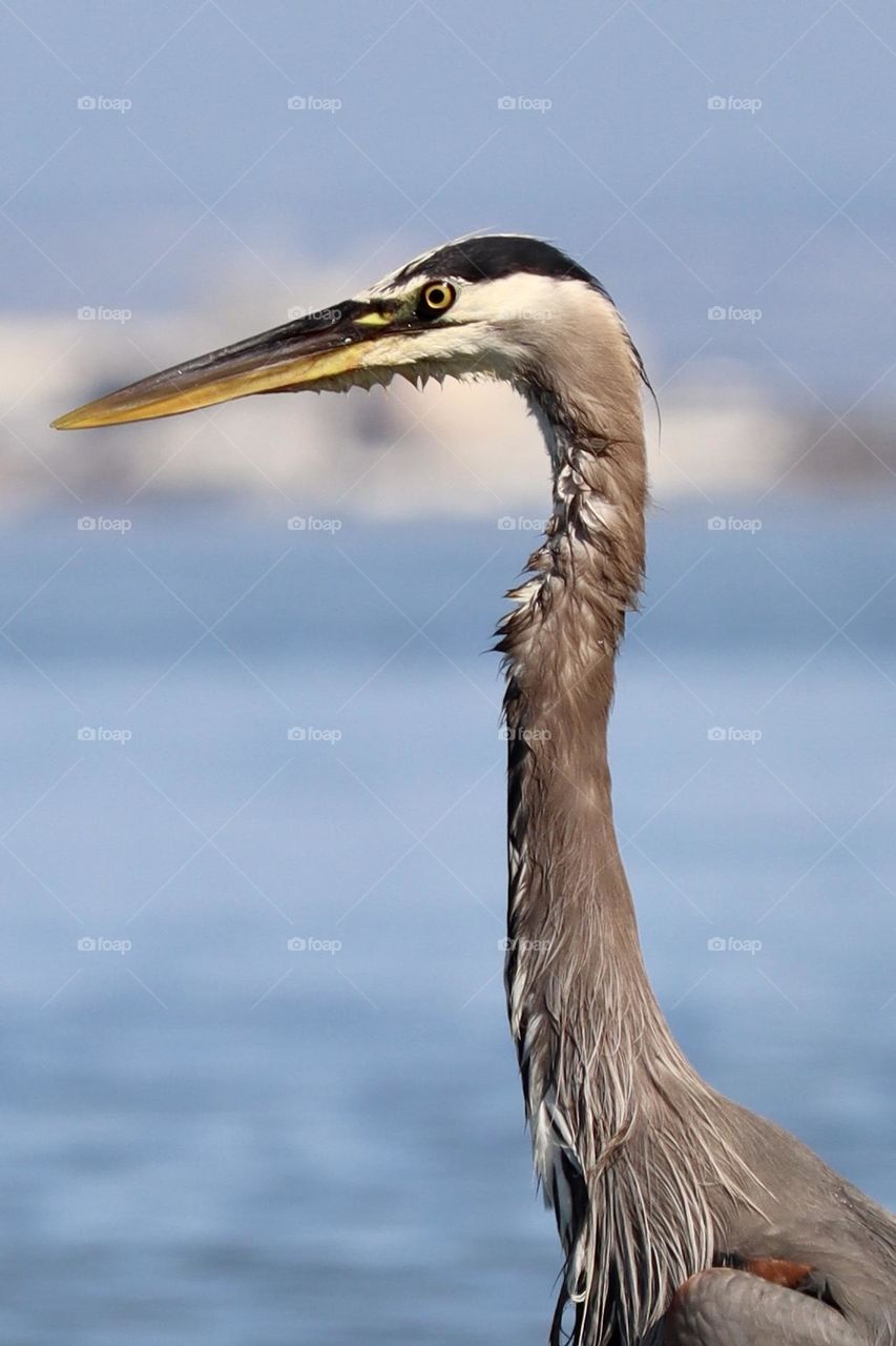 A beautiful great blue heron relaxes on the shore of Commencement Bay in Tacoma, Washington 