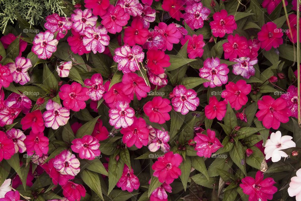 A portrait of Rock Soapwort flowers.