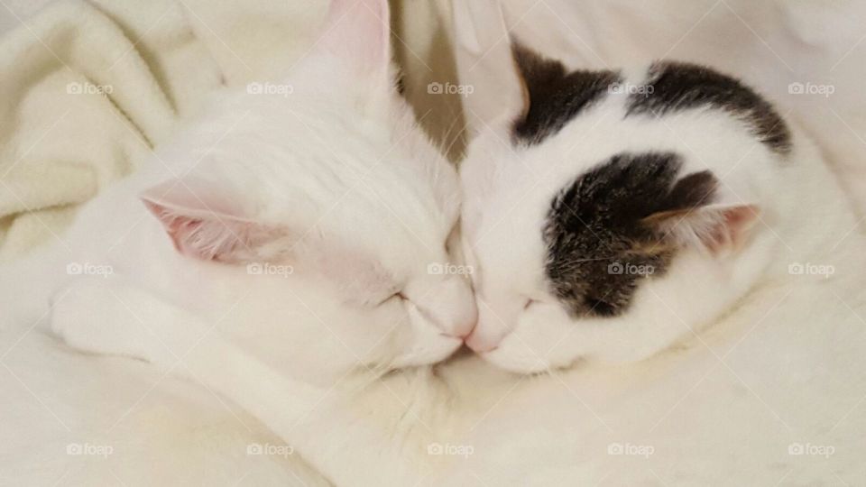 Snuggling sleeping cats