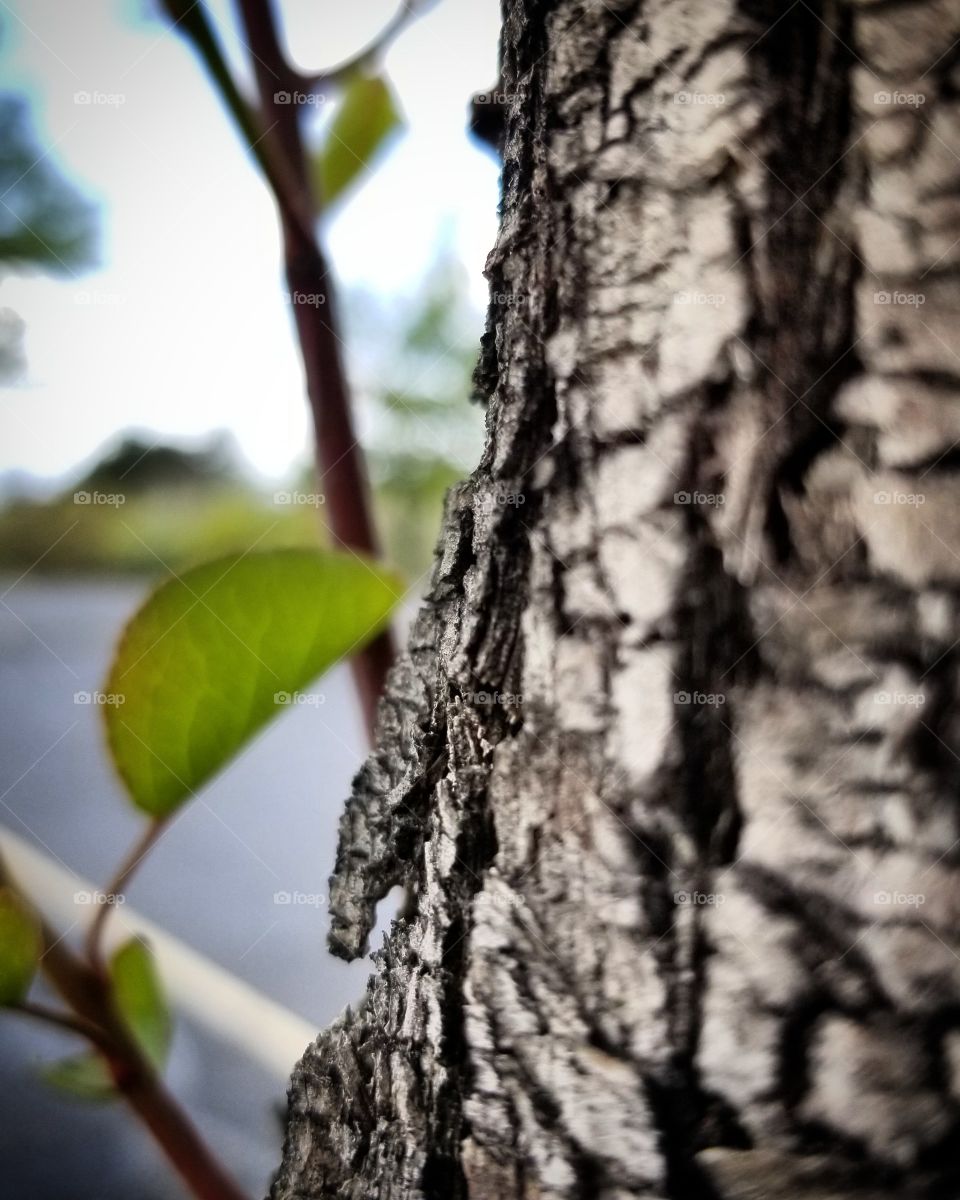 beautiful nature all around us. Here we have a close up of a tree from outside we see bark, and green leafs.