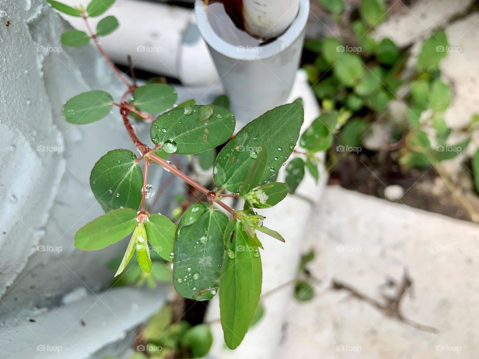 Fragile Small Plant That Cracked The Concrete By A Pipe System Growing In An Almost Impossible Unexpected Place Found After The Rain Fall.