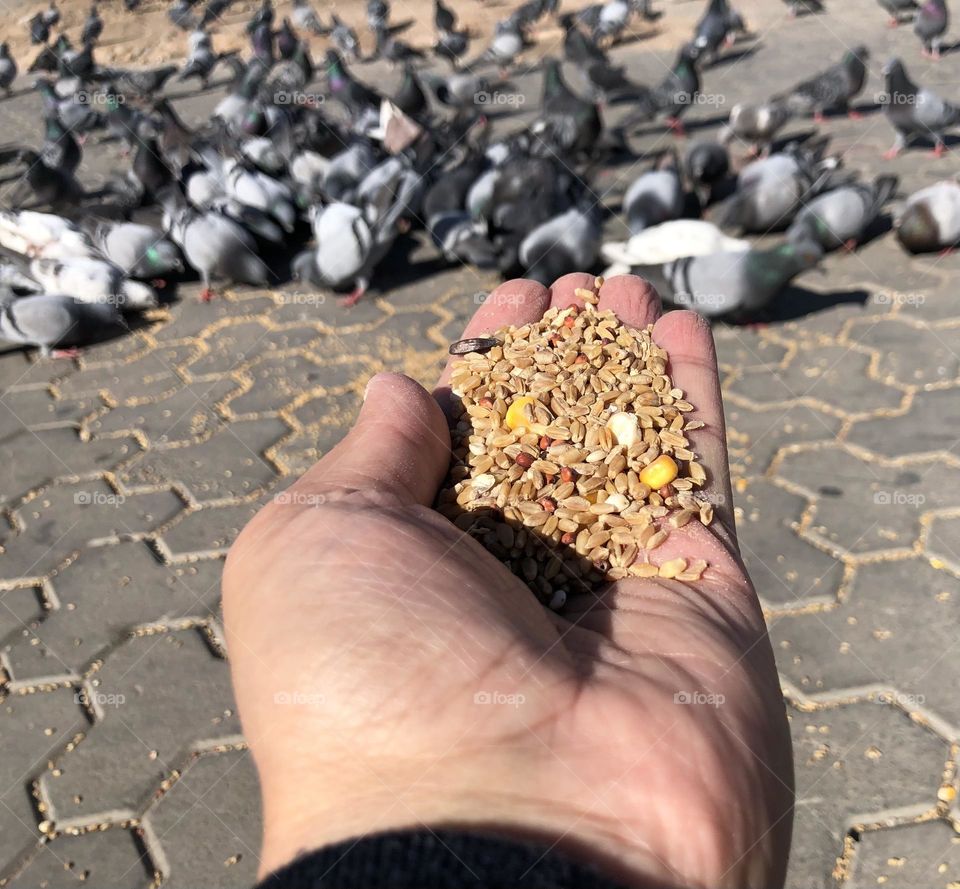 My hand feeds a flock of pigeons 