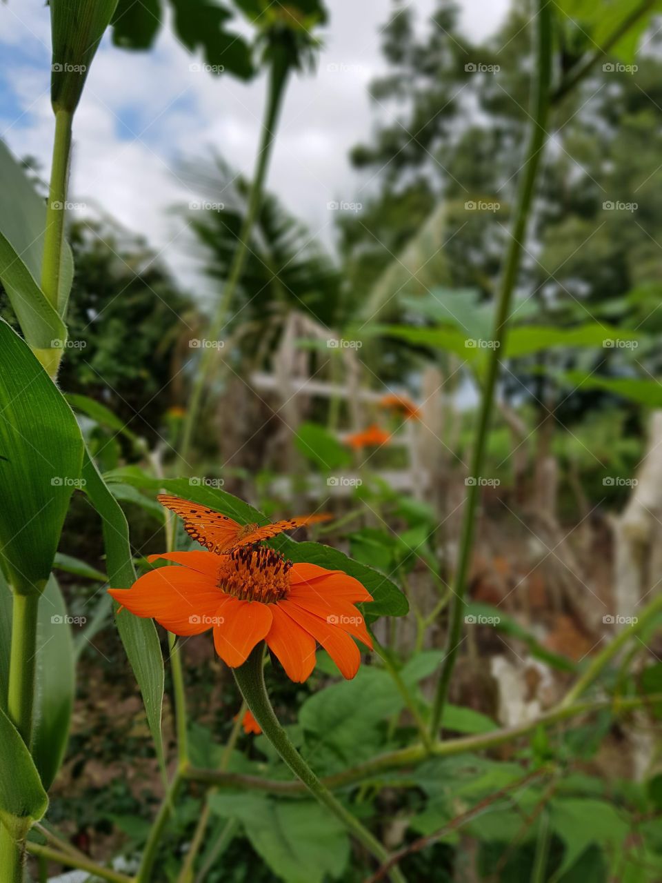Flor laranja 