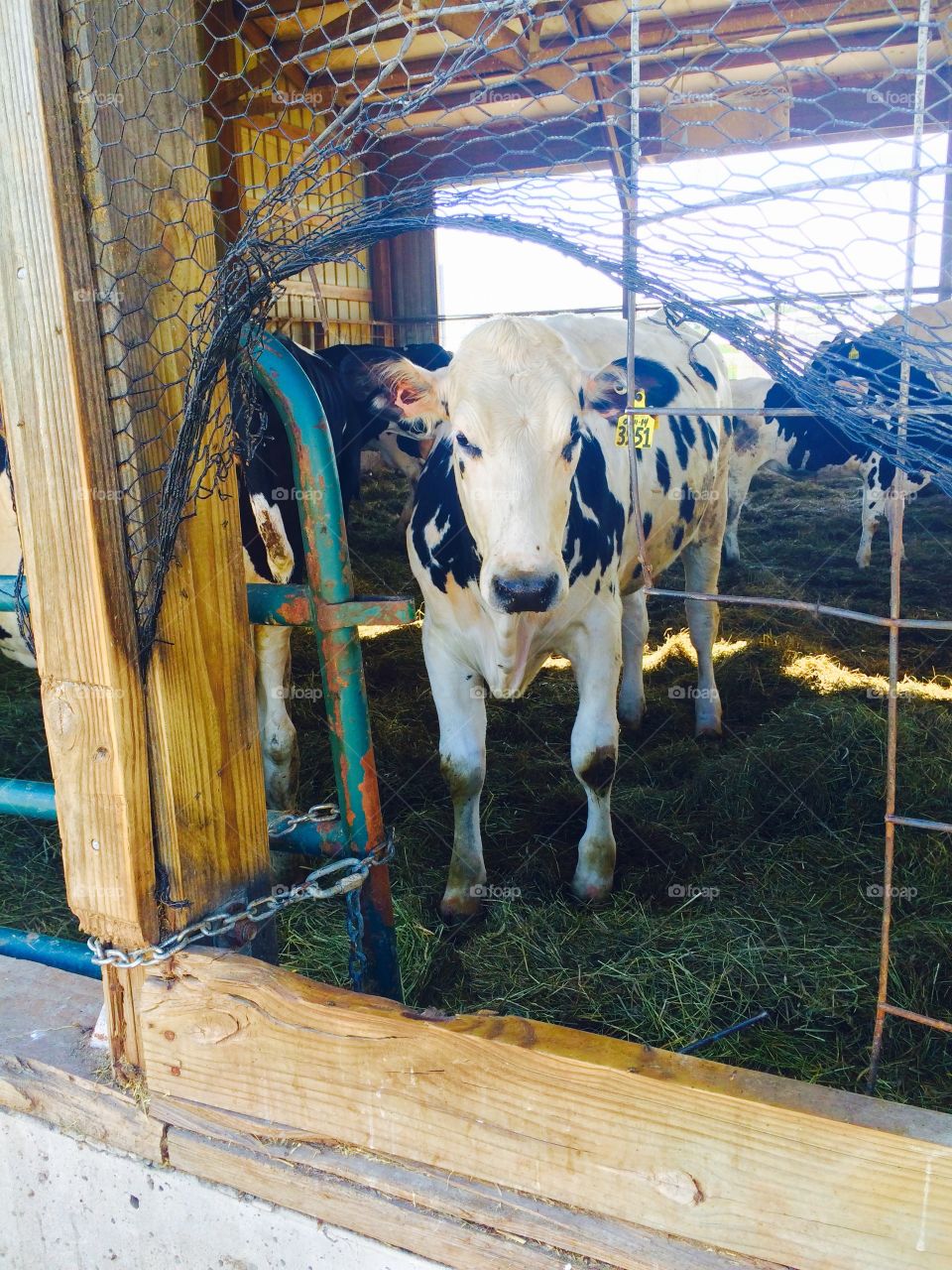 Through the looking gate . Beautiful cow ready to come out and play.
