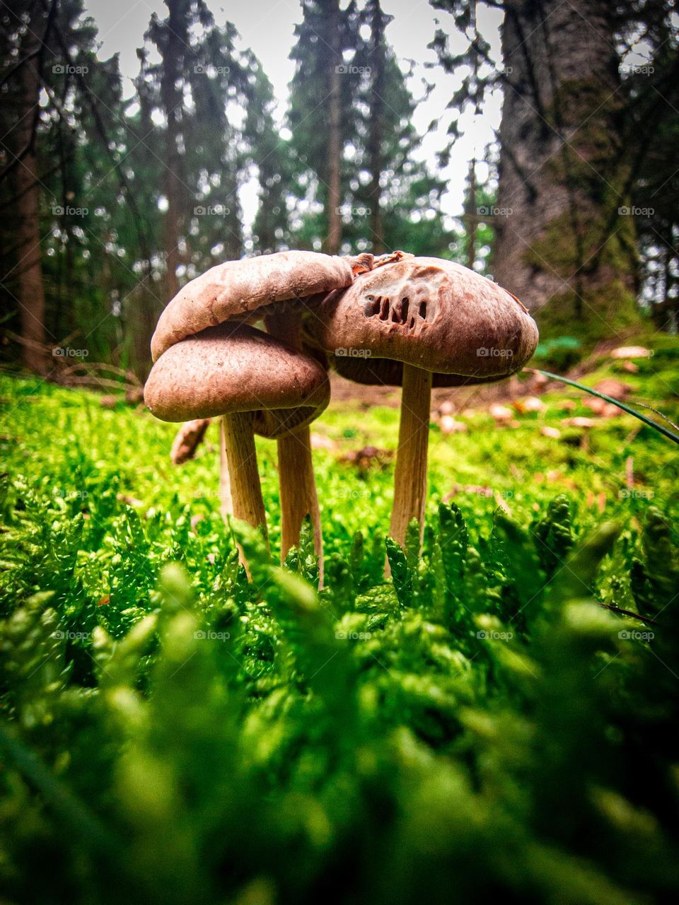 Magic Mushrooms