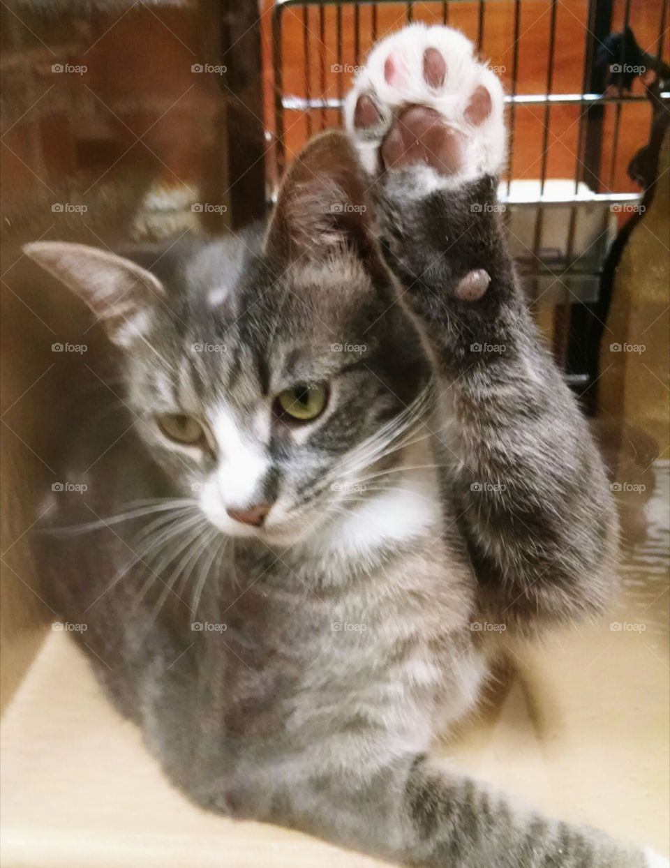 Hi Five!. this cutie was in the pet store waiting to be adopted.