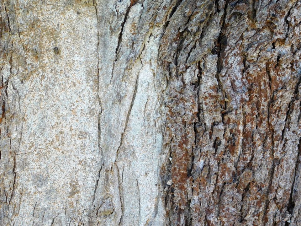 tree trunk texture