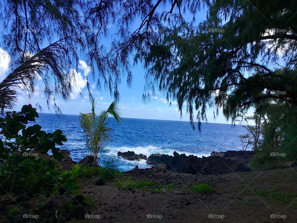 Seascape from the trees