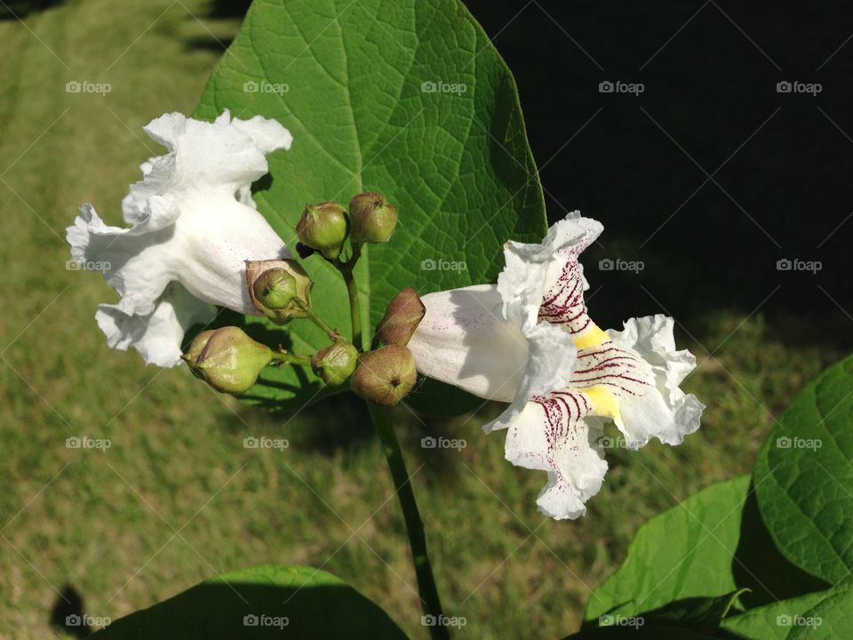 Flower tree. Found along the Battle Creek River 