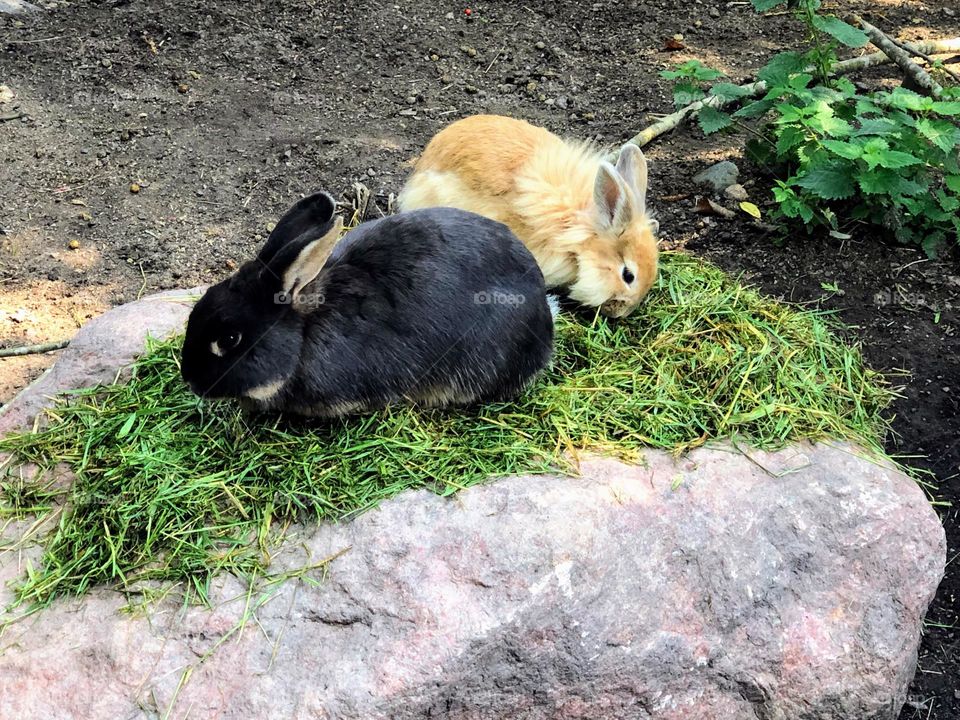 Two pretty bunny rabbits, black and ginger, eating grass on the top of big rock stone, symbols on the 2023 year chinese horoscope