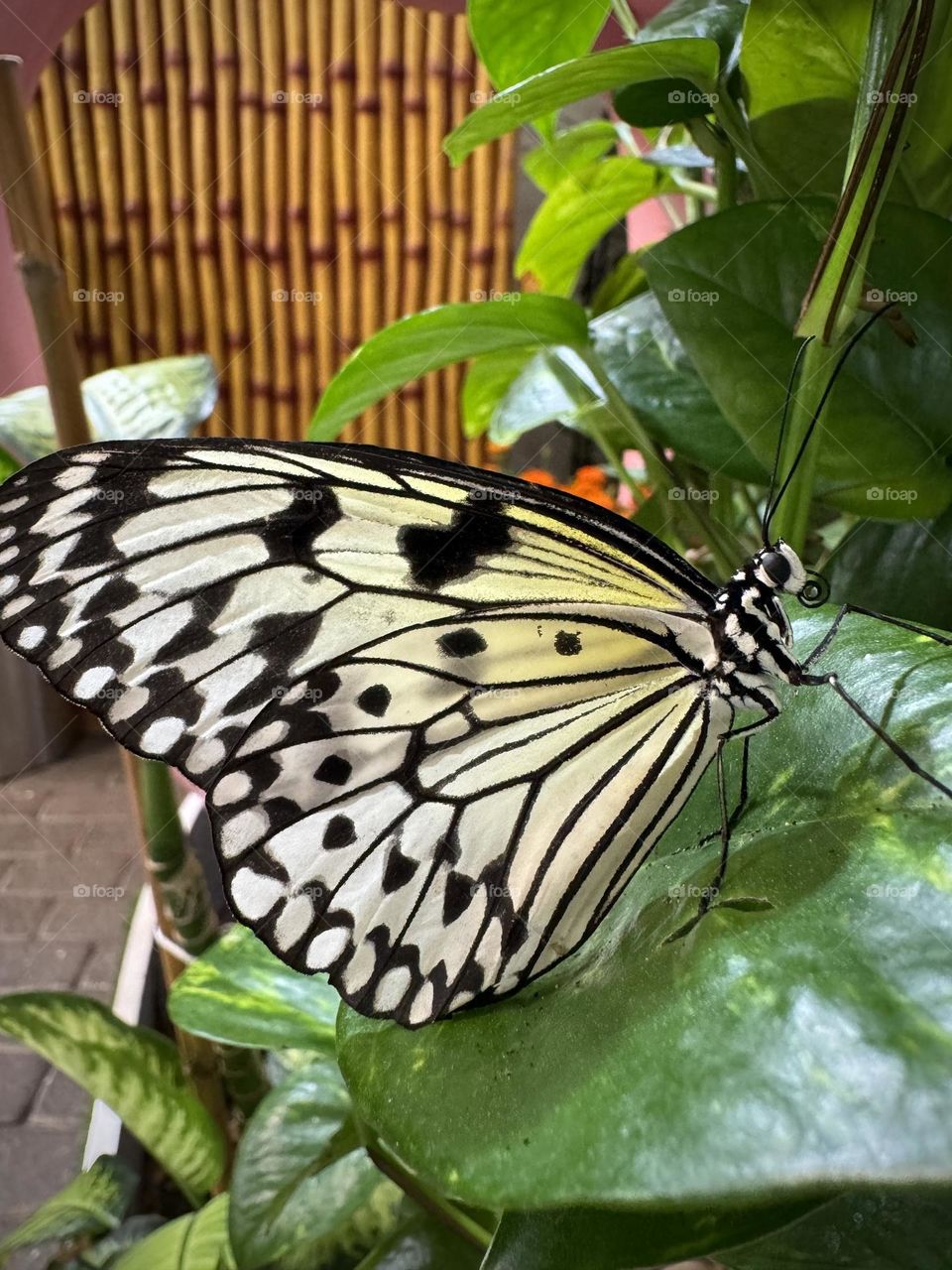 Black and white butterfly Idea leuconoe in Dubai Butterfly Garden