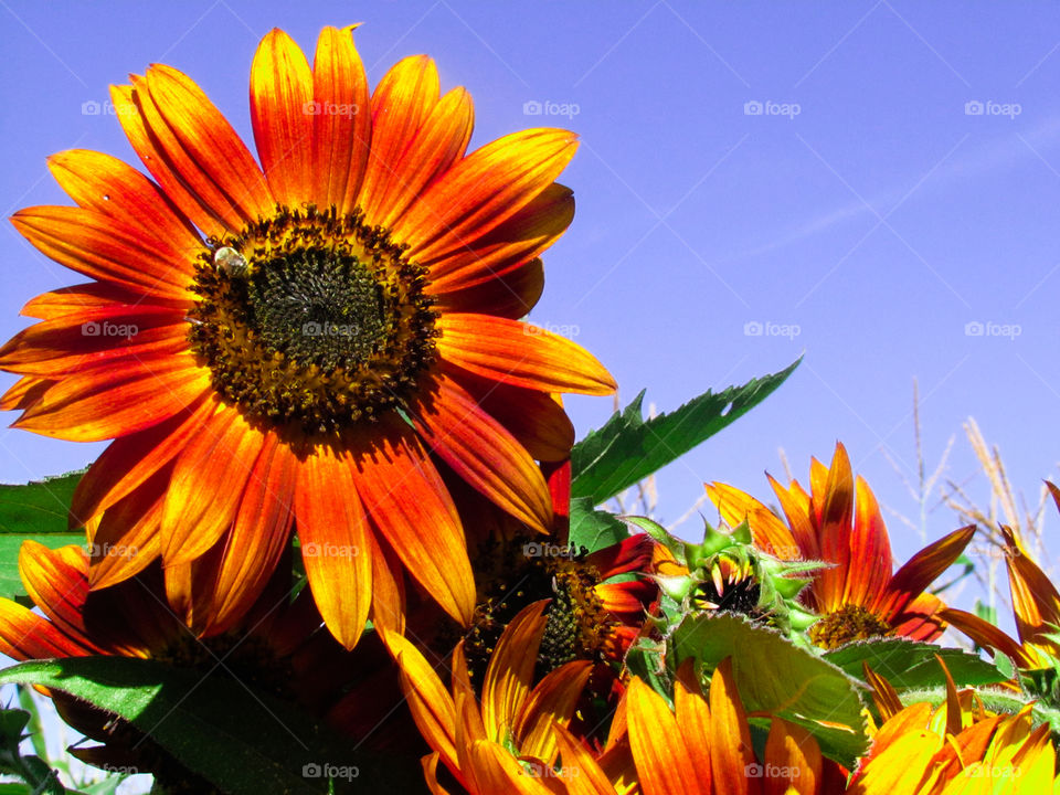 Pollination in progress 