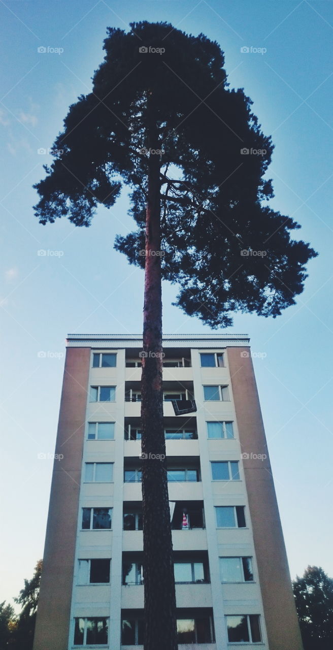 Pine and house. High-rise building with a pine-tree in front of it