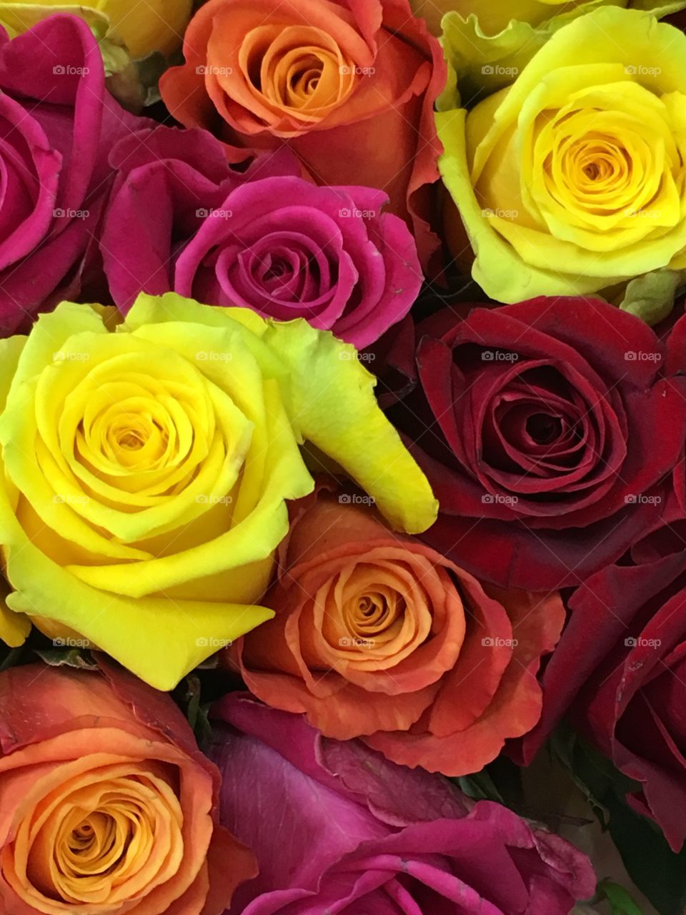 Multi colored roses 