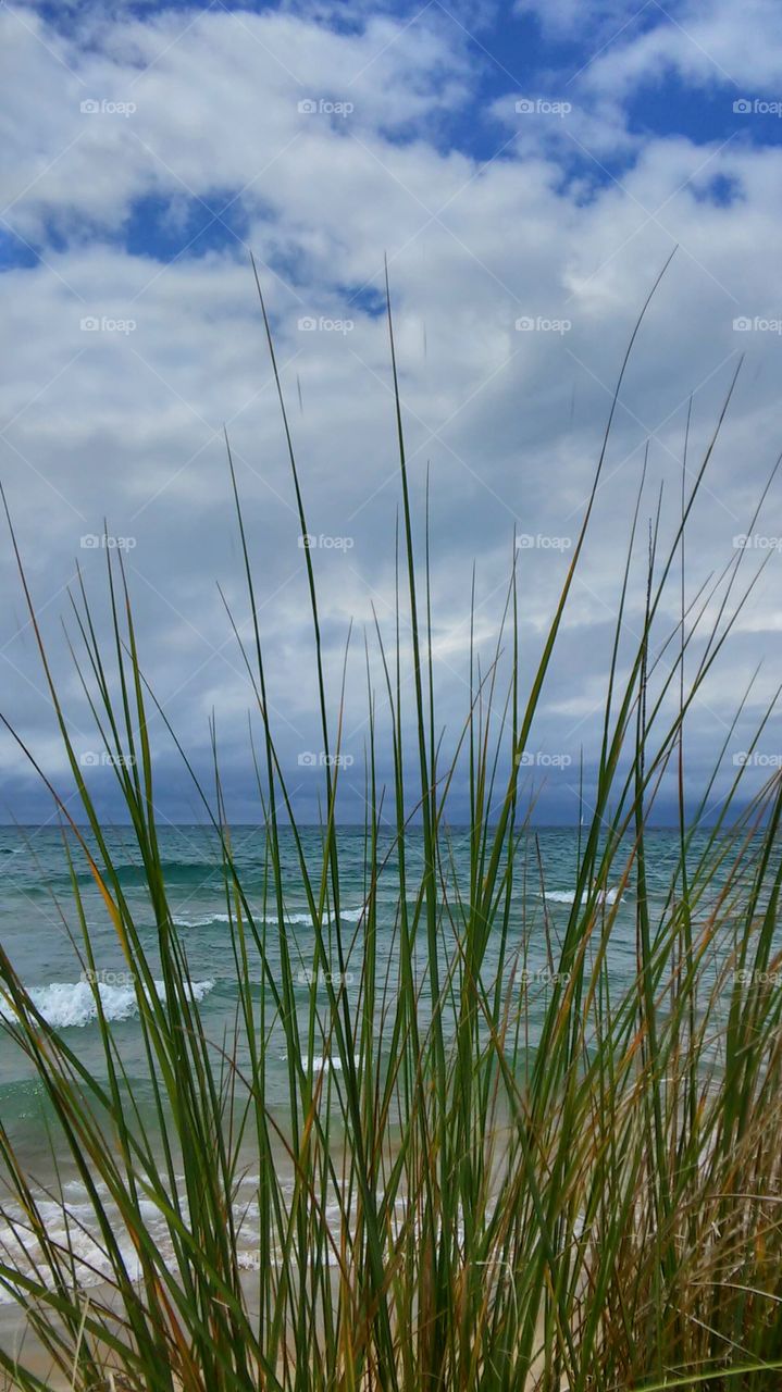 Beach grass view