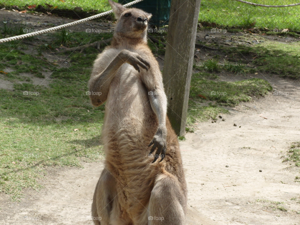 funny zoo animals australia by colzi87