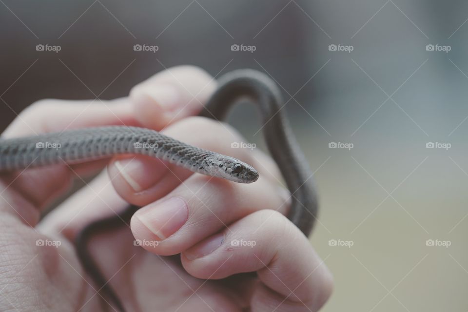 A hand holding a snake