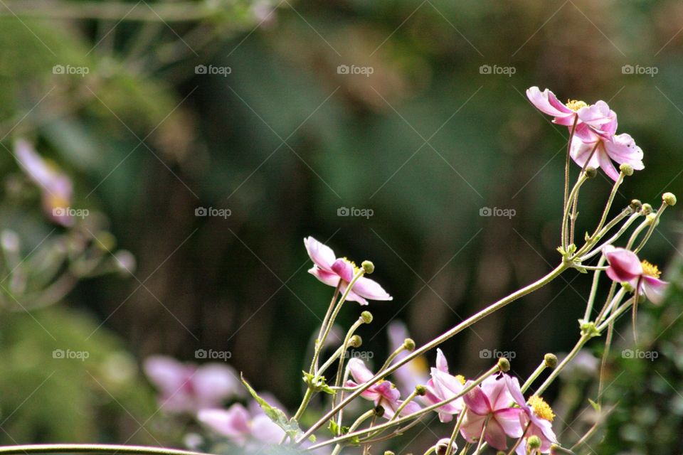 Pink flower pretty fresh blossom bright cheery floral multicolored sunny