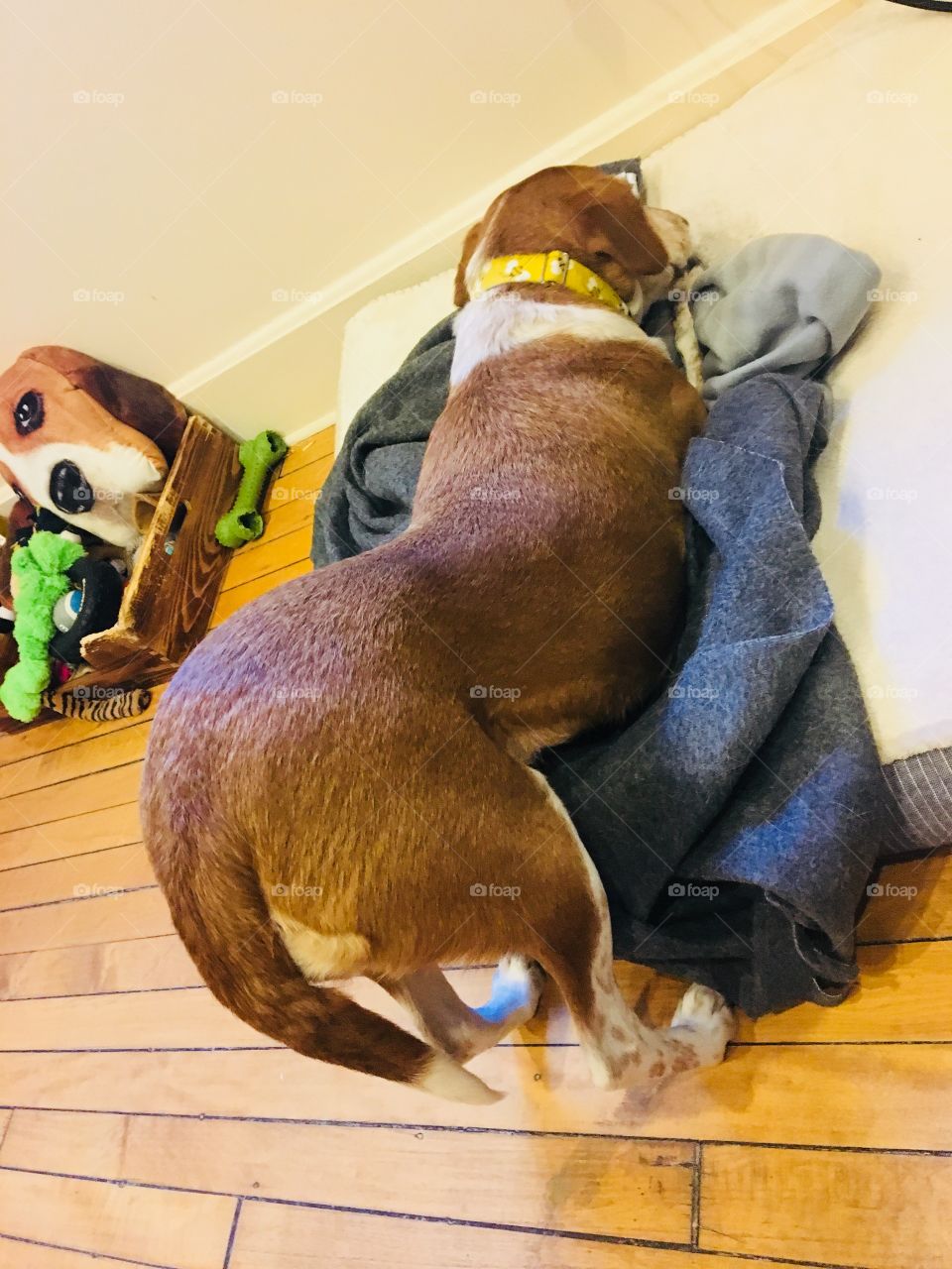 Funny beagle bed blanket toys toy box wooden Chewing