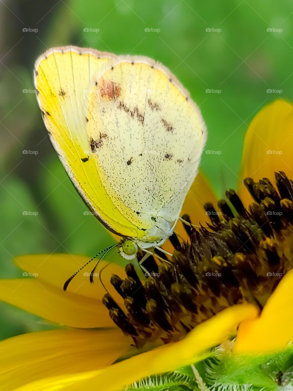 Closeup of a butterfly called the little yellow on a wild sunflower.