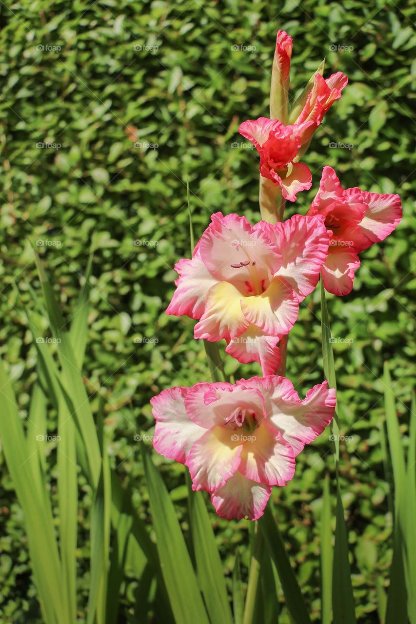 Beautiful flowers in the garden