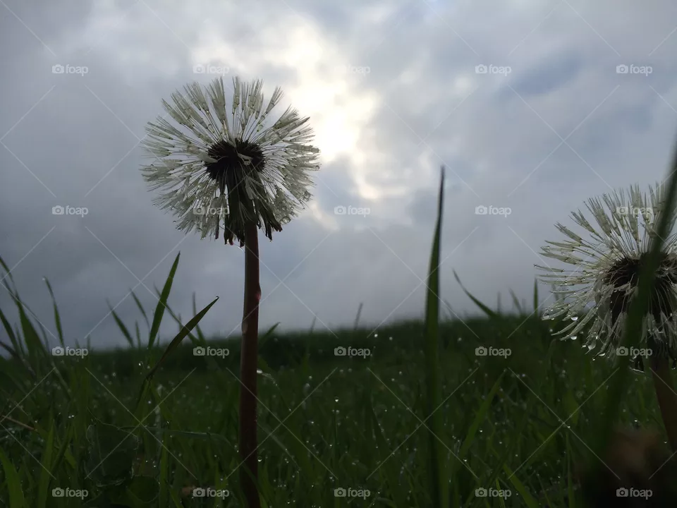 Dandelion