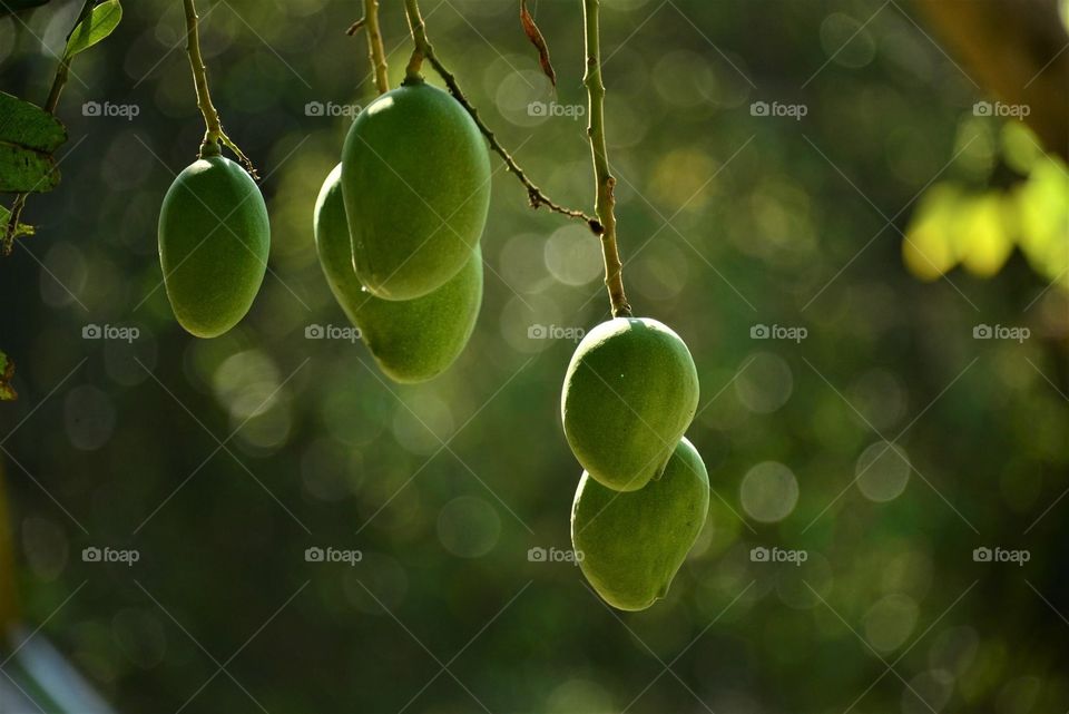 Monsoon mangoes