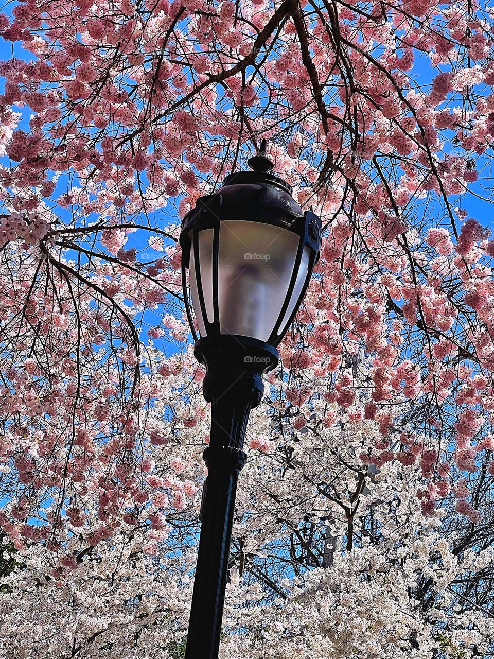 Lamppost against cherry blossoms 