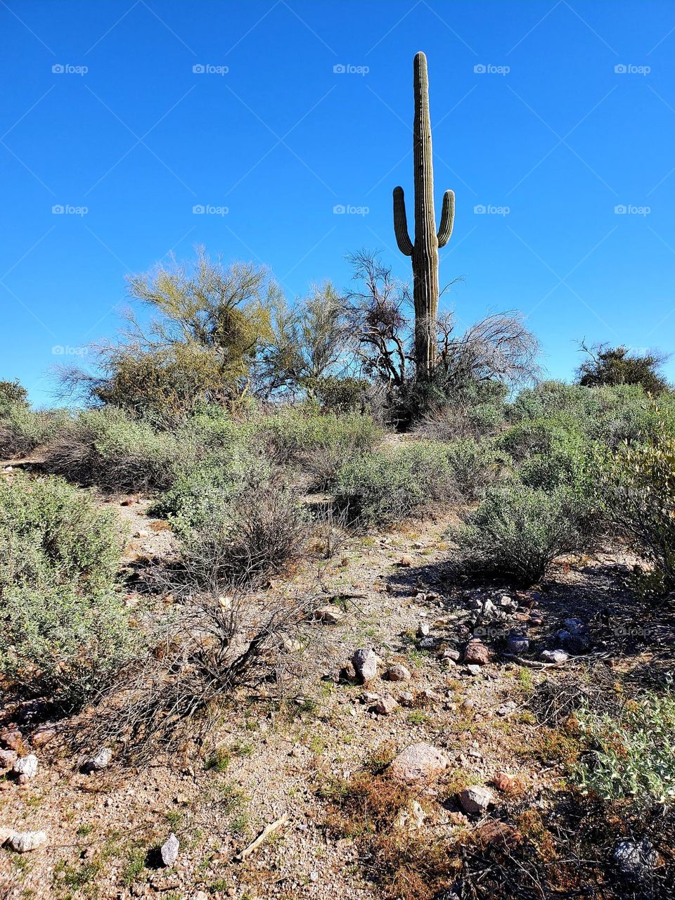 Saguaro Cactus on a Hill