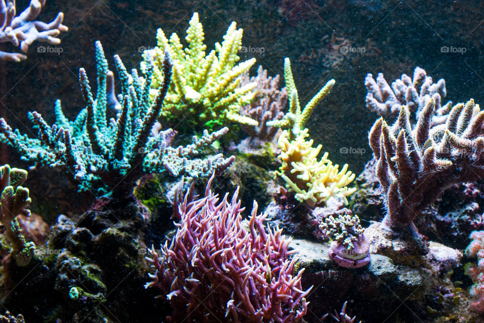 coral reef