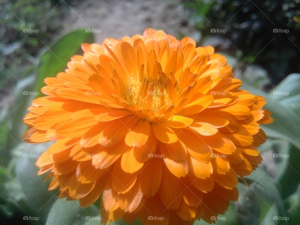 No Person, Flower, Flora, Nature, Summer