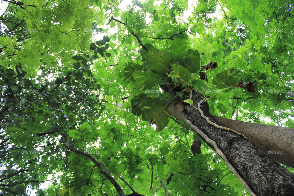 Worm eye view under tree