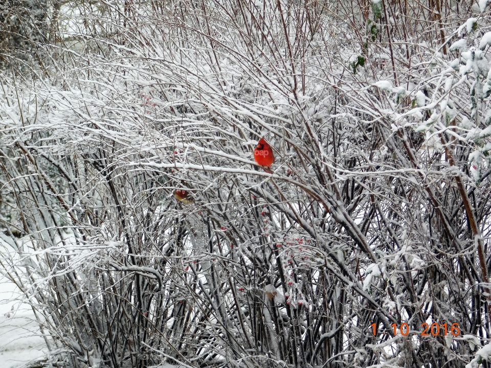 Cardinal in the snow
