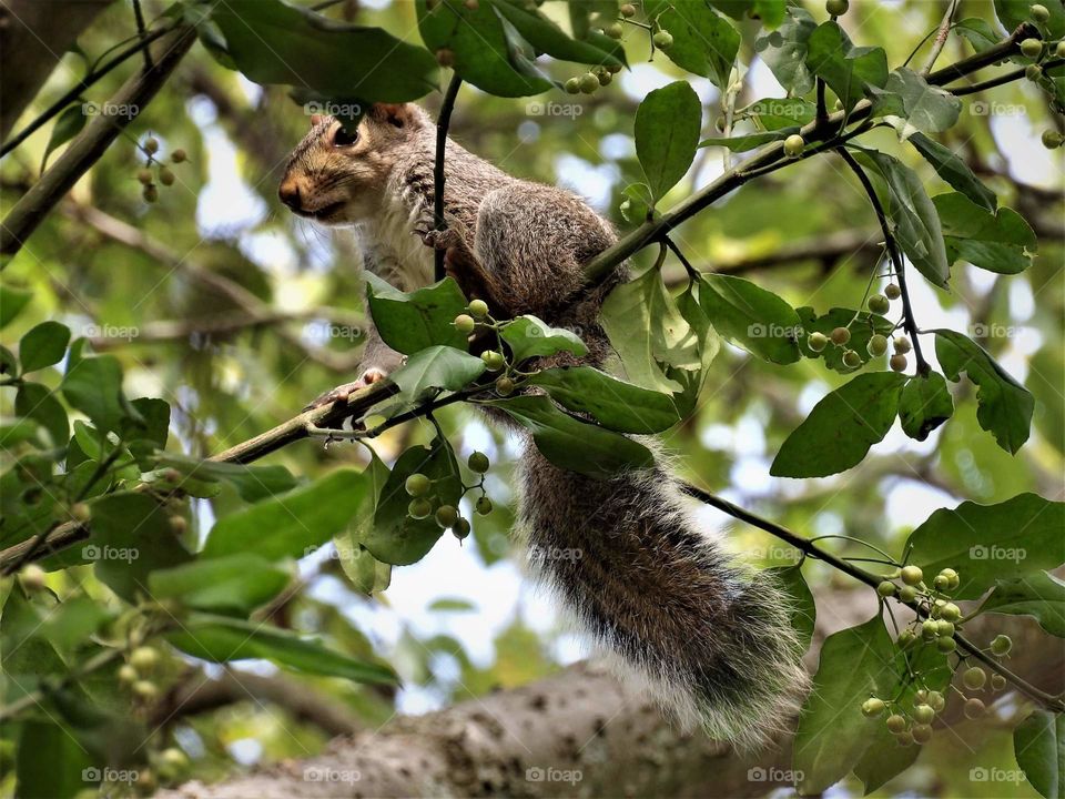 relaxed squirrel