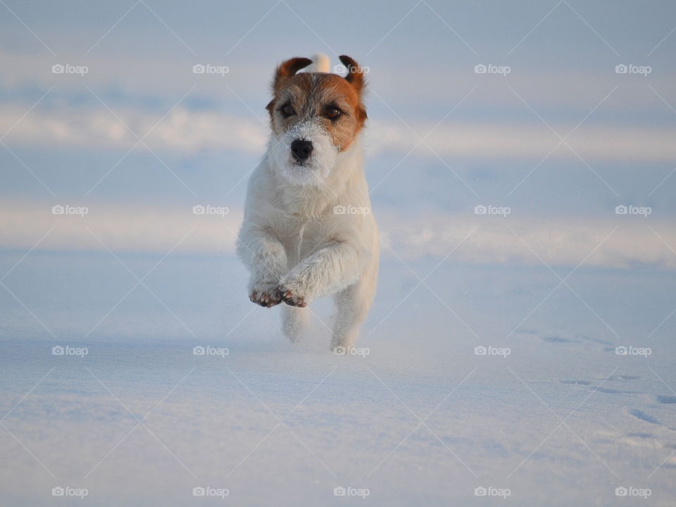 Dog running in snow