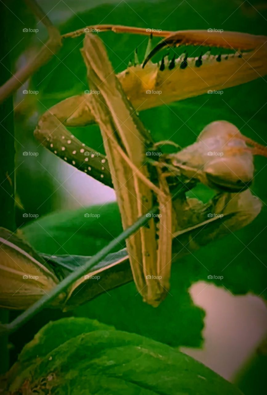 Preying mantis I brought home after finding at work