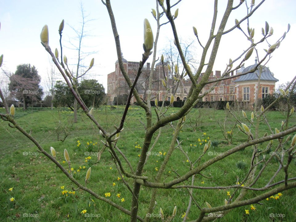 Tree, No Person, Nature, Outdoors, Landscape