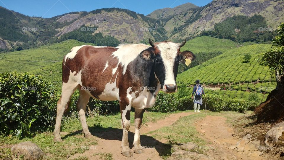 A walk in nature walks the soul back home.” – ...