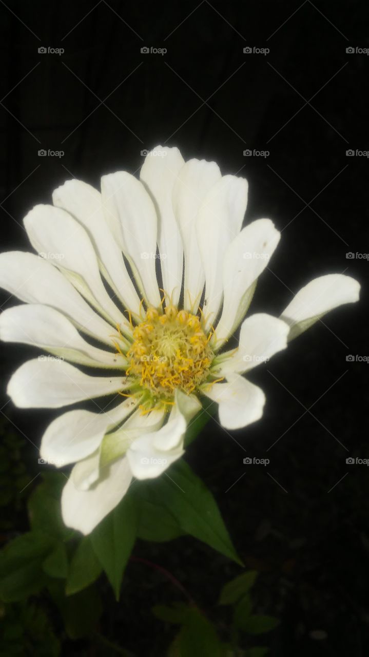Flower, No Person, Nature, Summer, Flora