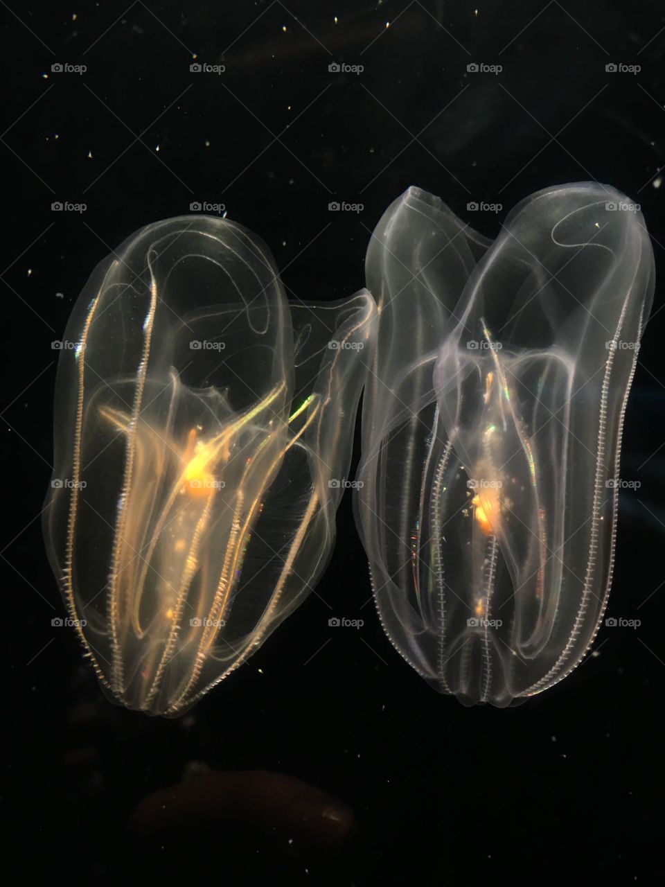 Neon Jellyfish; Aquarium of the Pacific