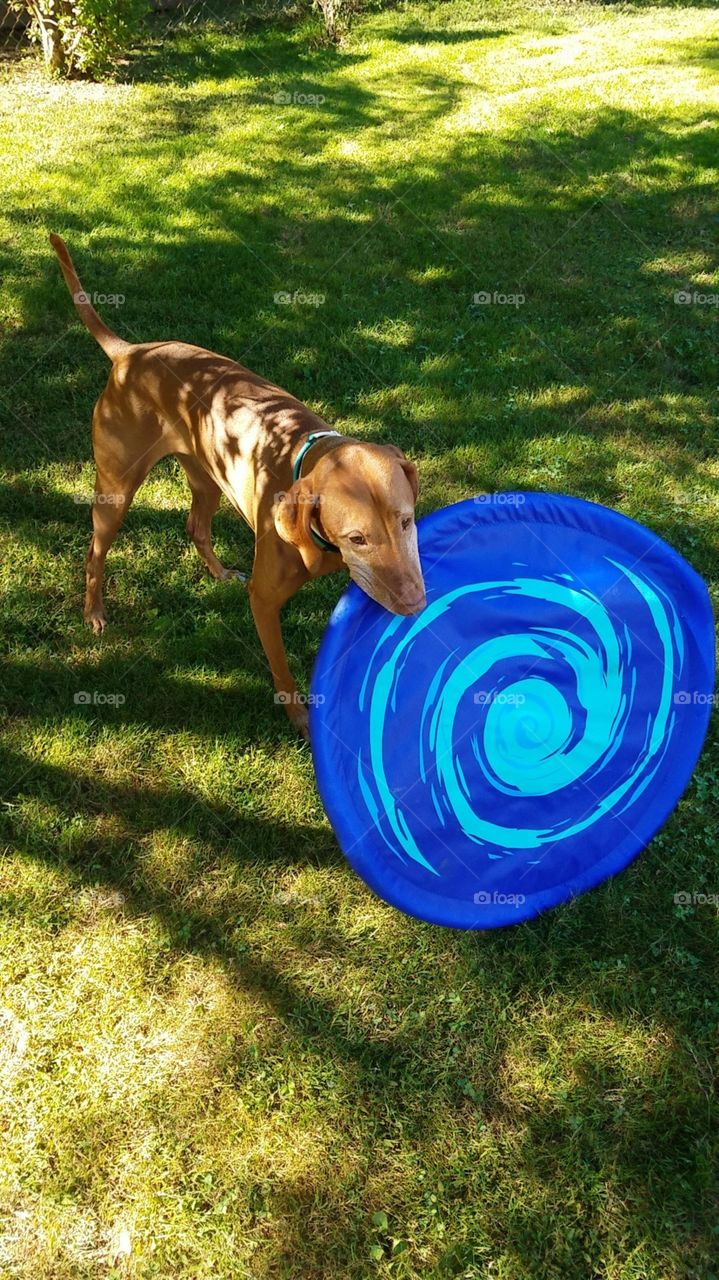 that's a big frisbee!