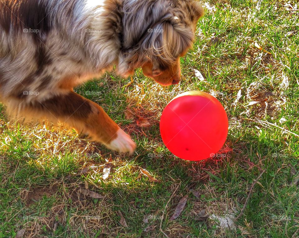 Pup and Balloon 