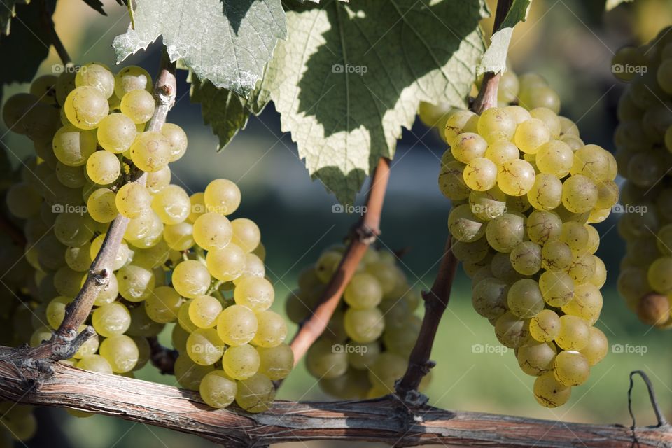 Green grapes at the vineyard 