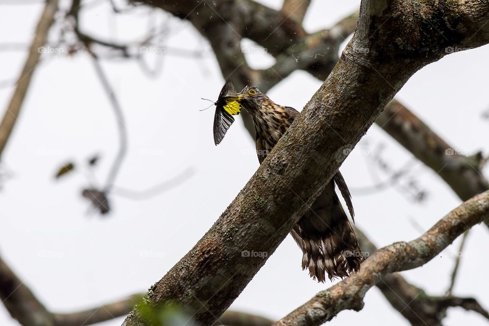 Large Hawk Cuckoo 