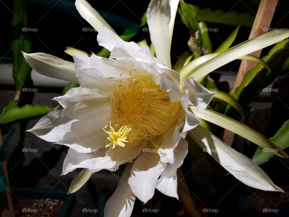 Night dragon fruit flower blossom