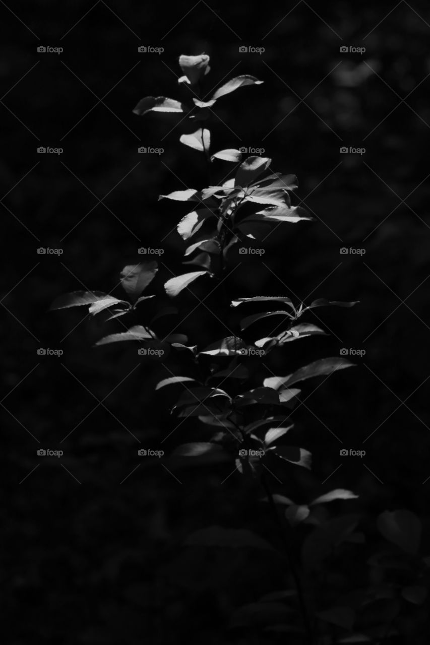 A beautiful piece of nature